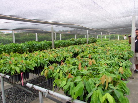 Posto de distribui&ccedil;&atilde;o fornecer&aacute; at&eacute; 1000 mudas para pequenos agricultores a pre&ccedil;o subsidiado