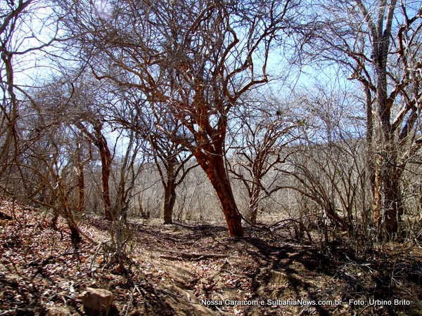 Esta foto retrata como &eacute; a vida na caatinga na &eacute;poca da seca estrada de Aba&iacute;ra pra fazenda &Aacute;gua Suja na Cahapada Diamantina