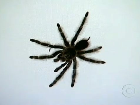 Caranguejeiras no apartamento &eacute; dose pra le&atilde;o