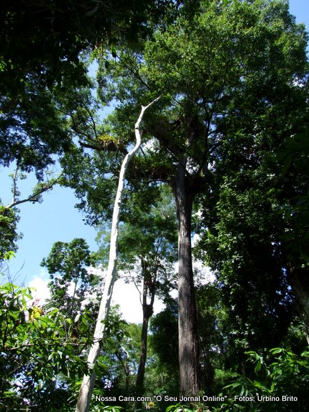 Sapucaeiras de mais de 650 cm de circunfer&ecirc;ncia ir&atilde;o desaparecer embaixo da &aacute;gua