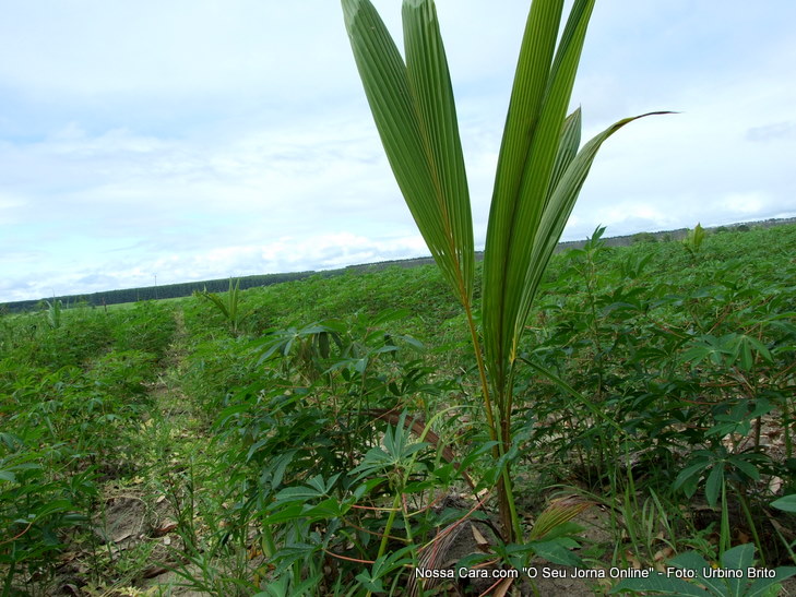 Plantio consorciado mandioca e coqueiros esse &eacute; o exemplo de como se deve trabalhar a terra