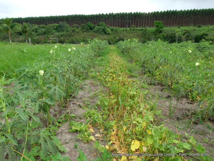 Aqui mais um exemplo de plantio consorciado Quiabo e Feij&atilde;o Catador