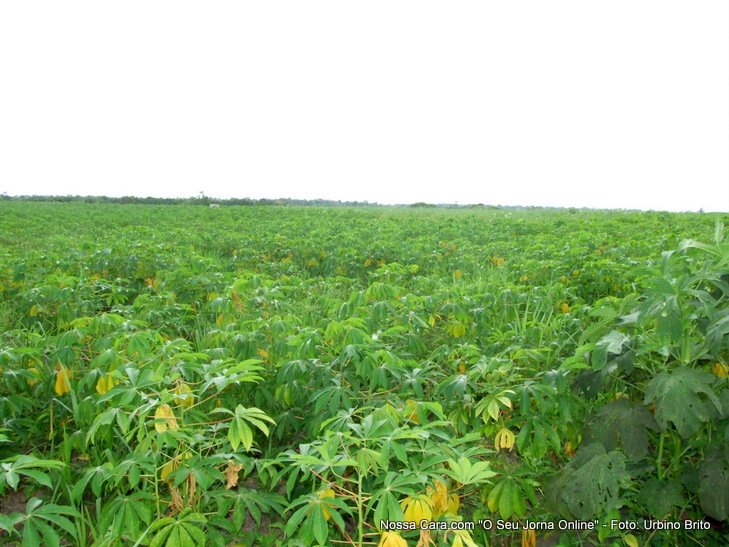 Planta&ccedil;&atilde;o de mandioca e quiabo
