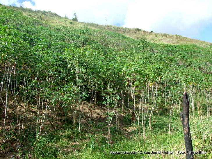 Planta&ccedil;&otilde;es de mandioca, coqueiros, cana e at&eacute; uma casa de farinha foram deixados pra tr&aacute;s