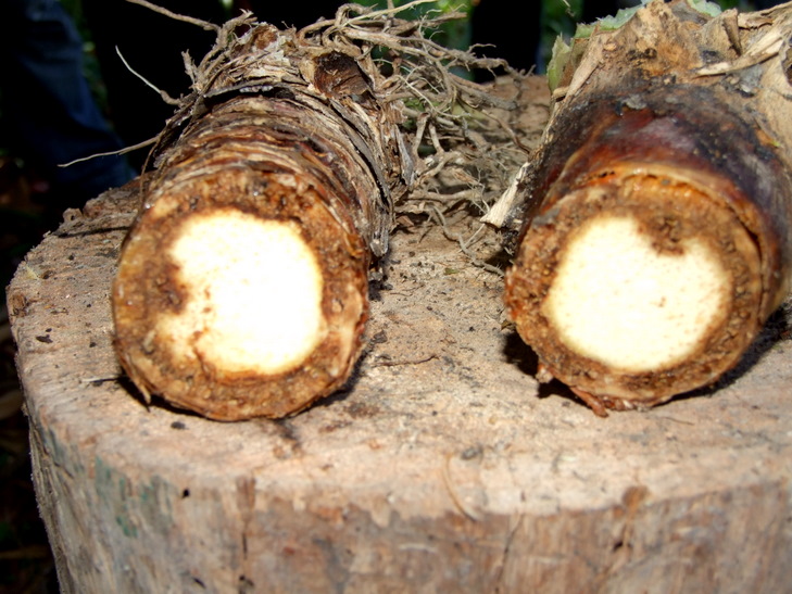 Abacaxi contaminado com Fusariose