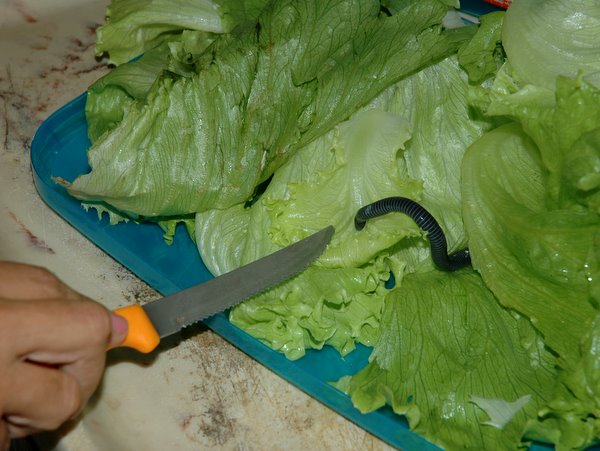 Vejam ai a cobra no meio do alfacesendo apontada com a faca