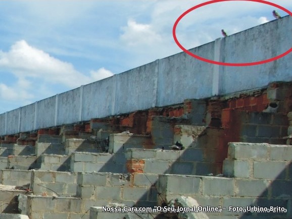 Vejam no detalhe corujas pousadas no topo do muro do est&aacute;dio