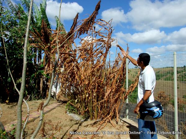 Plantas queimadas no quintal da casa de Moreno Seguchi