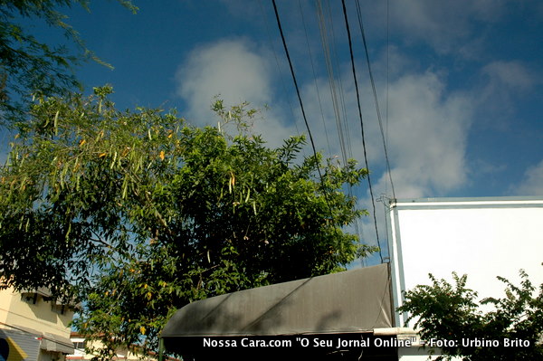 Mais fios desemcapados j&aacute; no meio da folhagem da &aacute;rvore