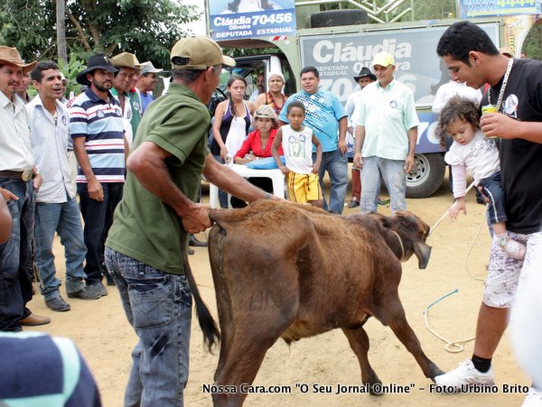 Bezerro uma das prendas leiloadas em beneficio da igreja de S&atilde;o Benedito