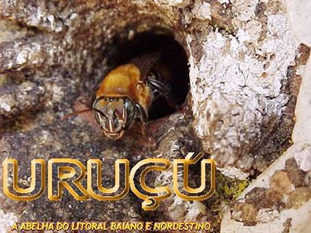 Entrada de uma colm&eacute;ia de abelas Uru&ccedil;u