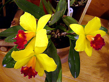 Uma das esp&eacute;cies de orquideas expostas na Expover&atilde;o - Foto: Chris Campos / UOL