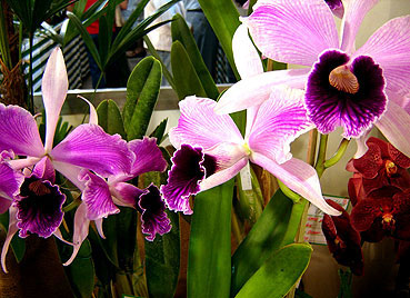 Laelia Purpurata &eacute; considerada a estrela da Expover&atilde;o - Foto: Chris Campos / UOL