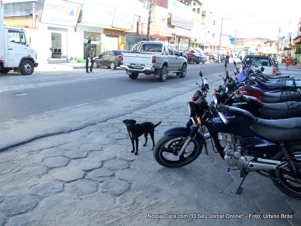 C&atilde;ozinho passeia tranquilamente no meio de carros e motos na Rua 5 de novembro