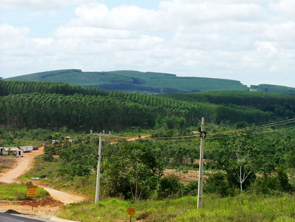 Planta&ccedil;&otilde;es e mais planta&ccedil;&otilde;es de eucalipto