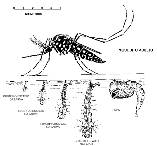 Fazes da reprodu&ccedil;&atilde;o do mosquito