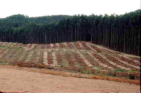 Plantações de eucalipto da Stora Enso
