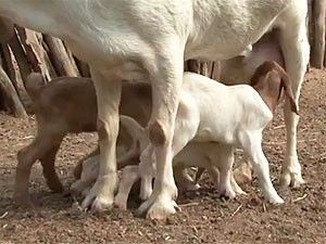 Foto: Filhotes disputam espaço para mamar Reprodução/TV São Francisco
