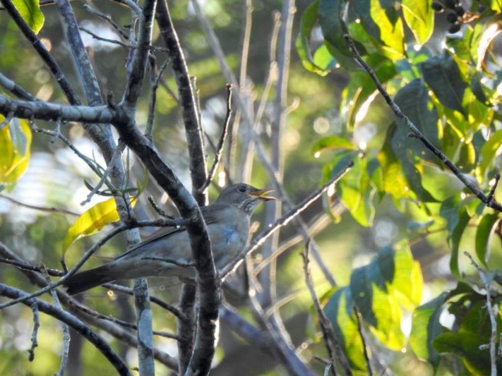 Foto: Ascom / VERACEL - Sabiá Ferreiro