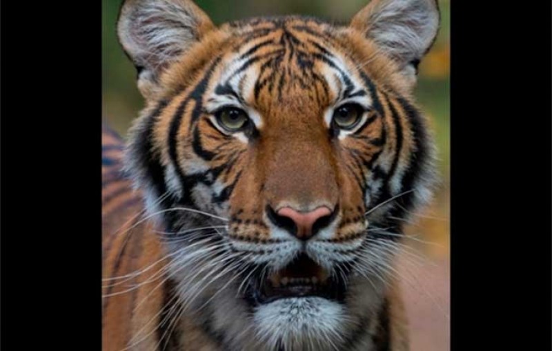 Foto: Divulgação Bronx Zoo