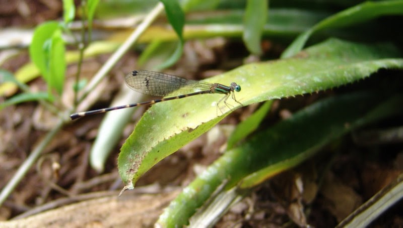 Foto: Karina Furieri - Leptagrion acutum (fêmea)