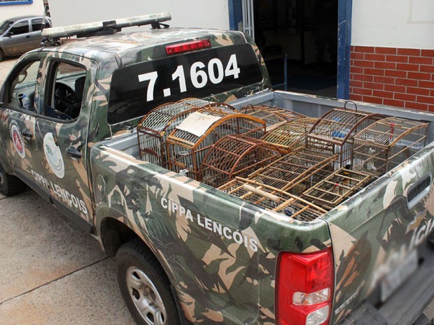 87 p�ssaros silvestres foram encontrados em resid�ncia no sudoeste (Foto: Wilker Porto / www.BrumadoAgora.com.br)