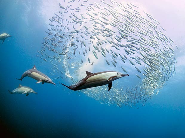 Fot�grafo brasileiro clicou golfinhos e outros predadores se aproximando de cardume de sardinhas na �frica do Sul (Foto: Daniel Botelho)