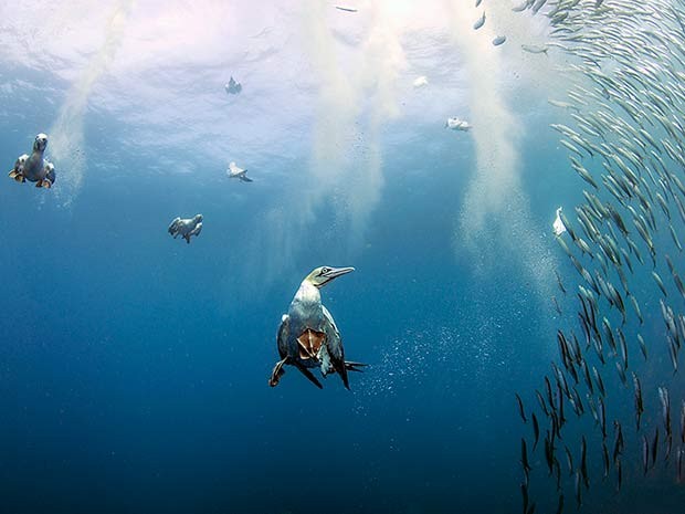 Aves mergulham na costa da �frica do Sul para ca�ar presas durante corrida das sardinhas (Foto: Daniel Botelho)