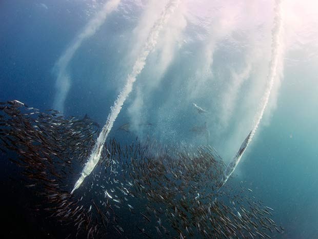 Aves sobrevoam mar e mergulham para caçar durante corrida das sardinhas (Foto: Daniel Botelho)