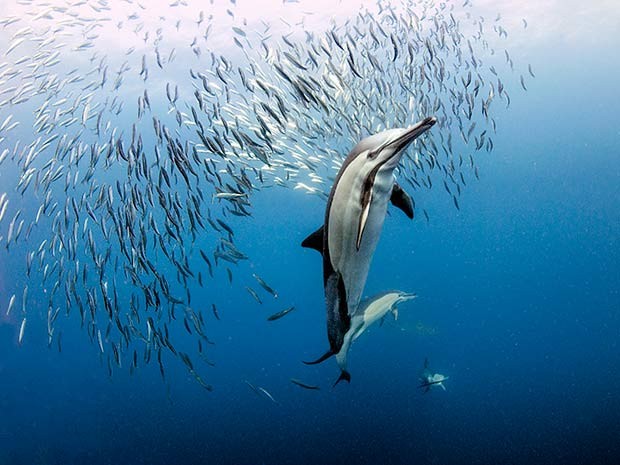 Durante a corrida das sardinhas, golfinhos soltam bolhas de ar para brecar os peixes e atacá-los (Foto: Daniel Botelho)