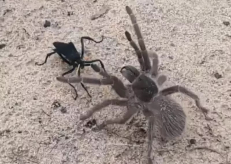 Aranha e vespa travam batalha até a morte em vídeo - Foto: @nativoextremo/TikTok/Reprodução/ND